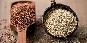 El grano de la cultura Inca conocido como la quinoa. 