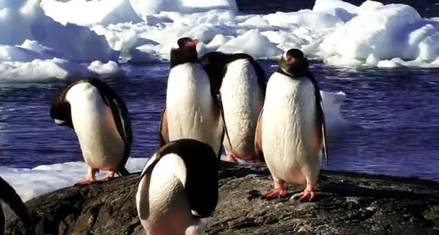El hielo polar se sigue descongelando, subiendo la marea. 
