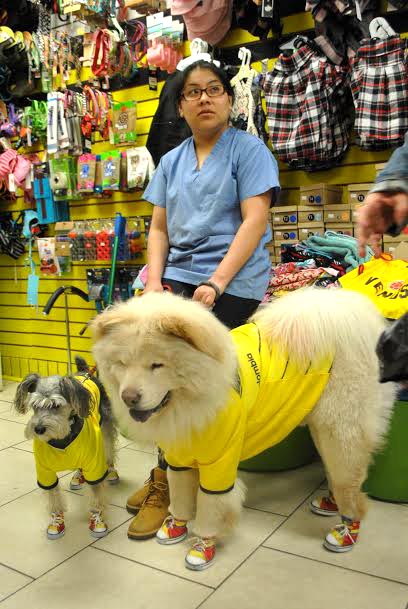 Los perros en la tienda para mascotas Dalila's Pet Shop de Jackson Heights. 