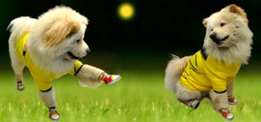 Perros luciendo la camiseta de Colombia al Mundial de Fútbol. Foto Mauricio Hernández.