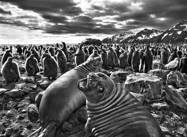 Los animales y la naturaleza son los temas del más reciente trabajo del fotógrafo brasileño Sebastiao Salgado.
