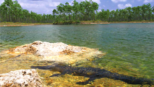Los Everglades de Florida poseen mucha diversidad vegetal y animal. Foto VOA