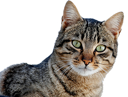 Los gatos también deben ser vacunados para su bienestar.