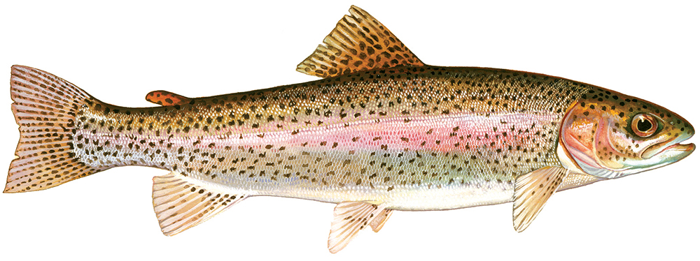 Los peces deben estar en su dieta semanal.