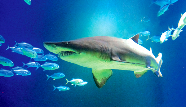 AQUARIUM