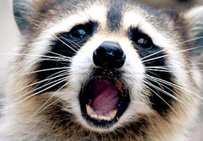 NYC vacuna mapaches contra la rabia